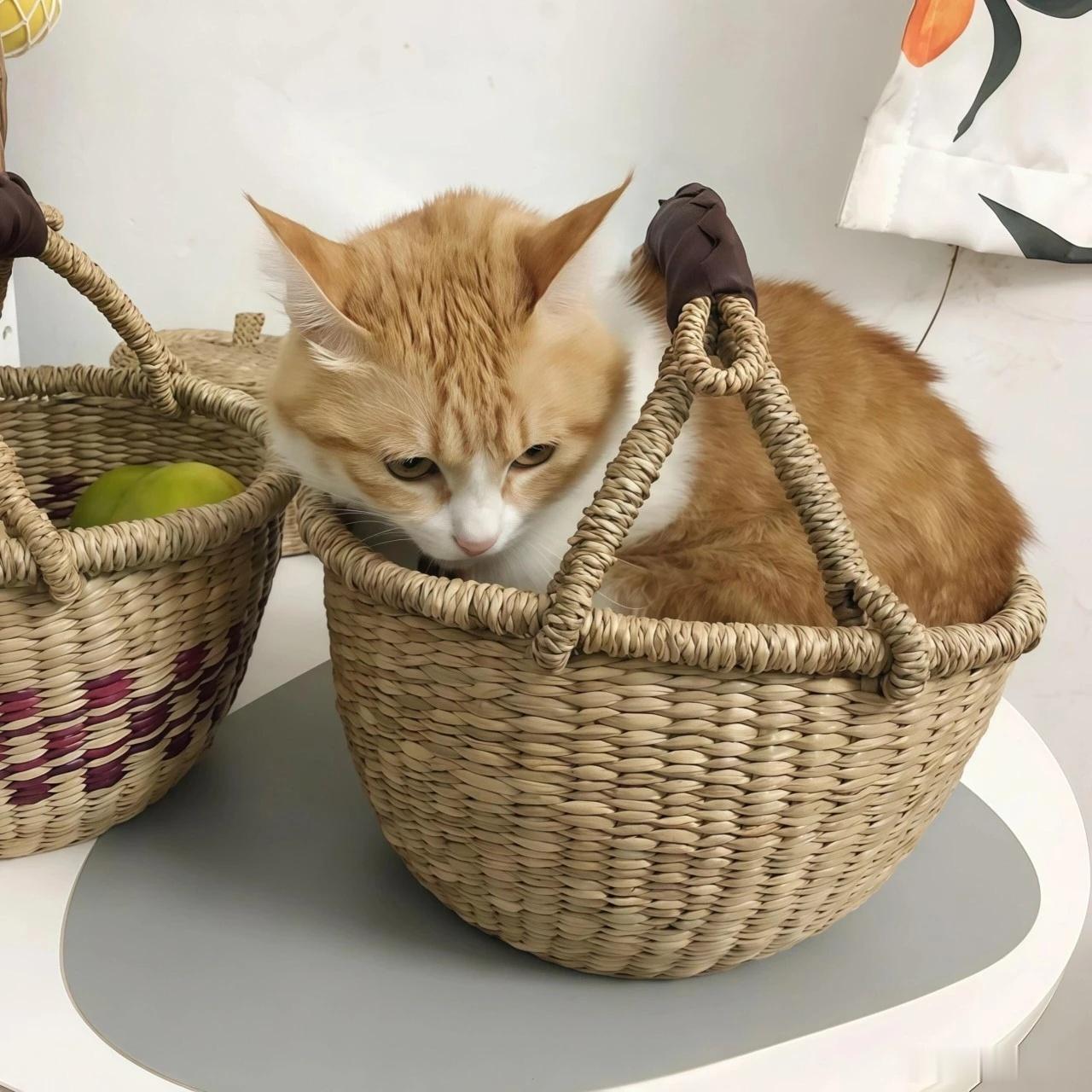 今日份的快乐是猫猫给的ヾ(≧▽≦*)o​​​