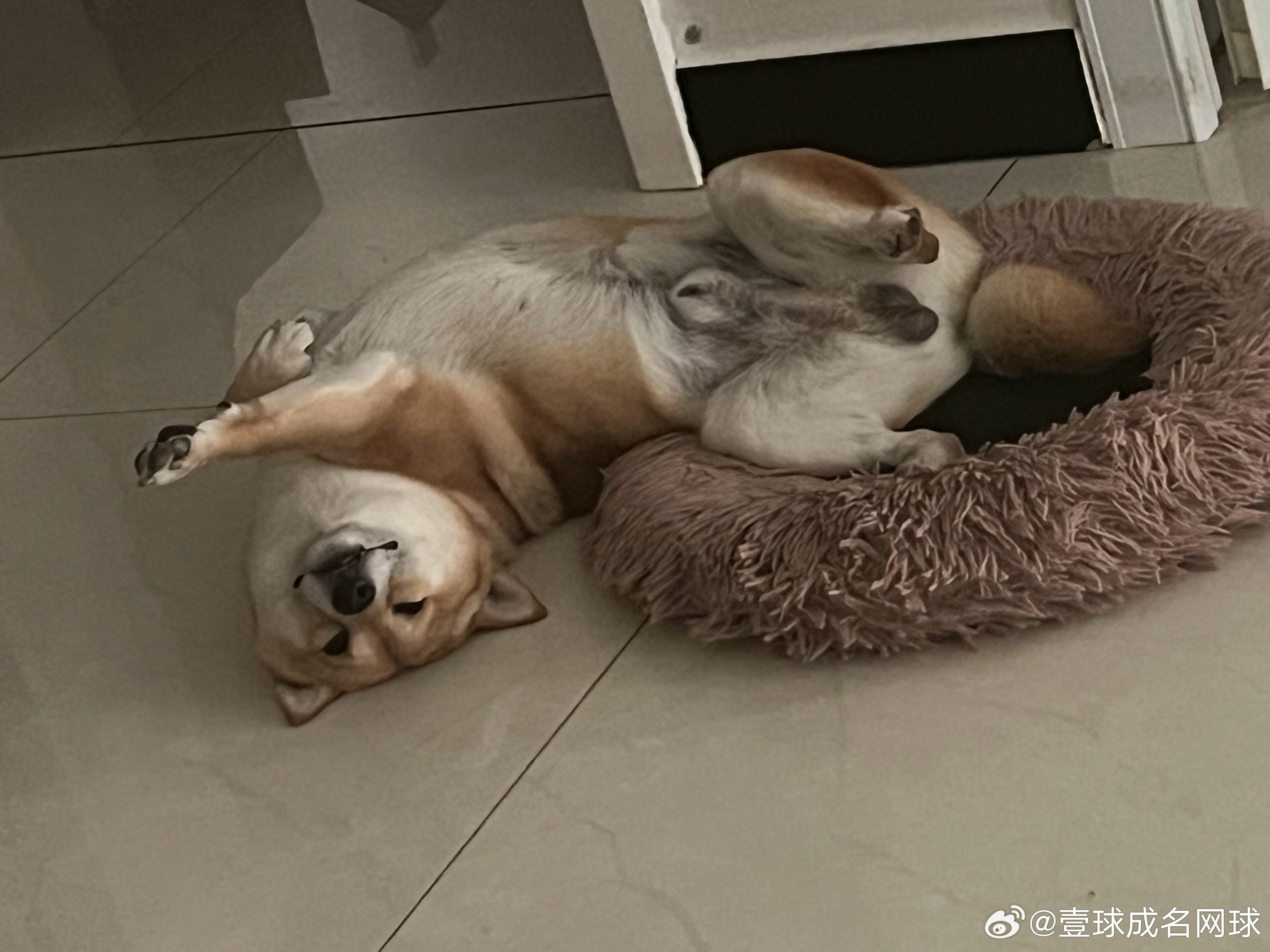 生活不如狗惬意！