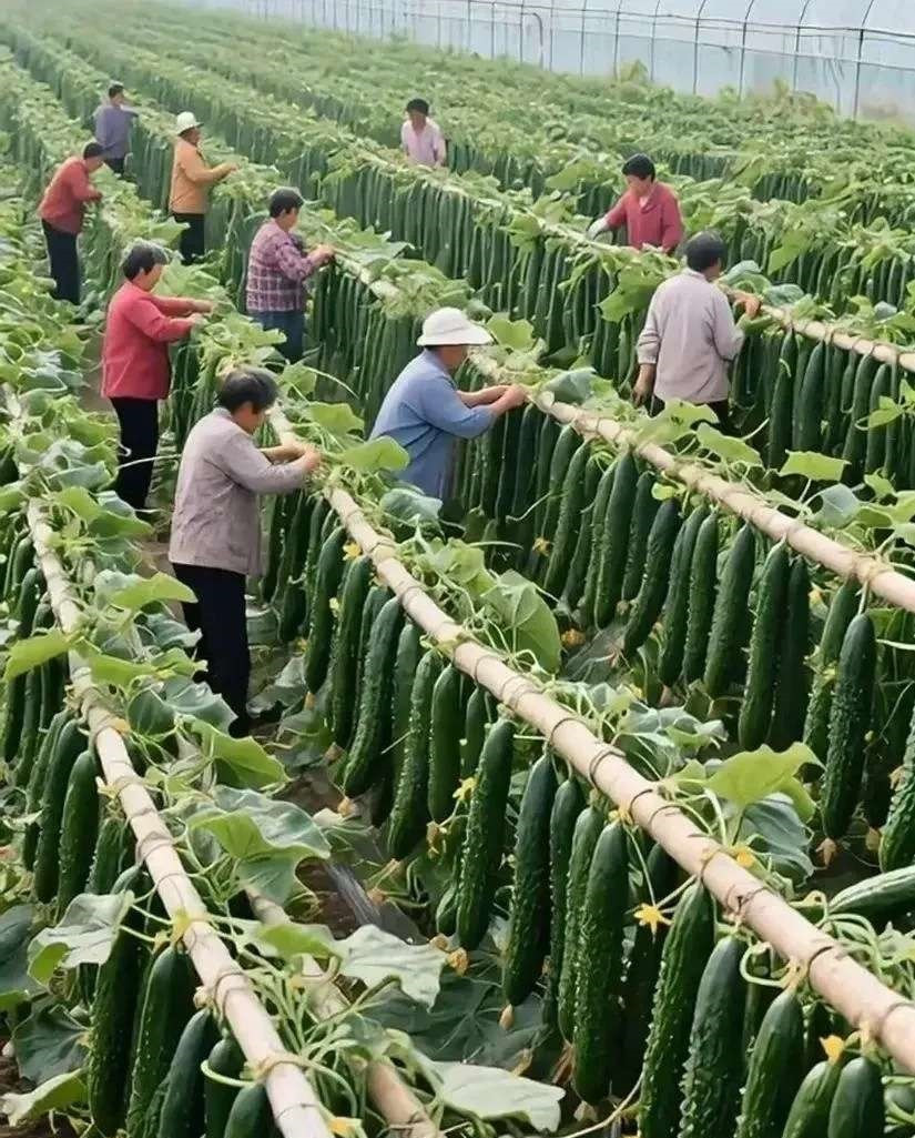 这么高产的黄瓜生产基地，你见过吗？