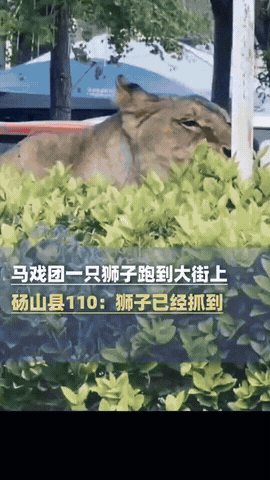 安徽砀山,男子出门溜达,刚到街上,发现绿化带里有什么东西在跑,他还以为是猫猫狗狗