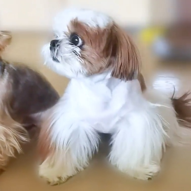 同样是檀健次的狗，一个眉清目秀，另一个…