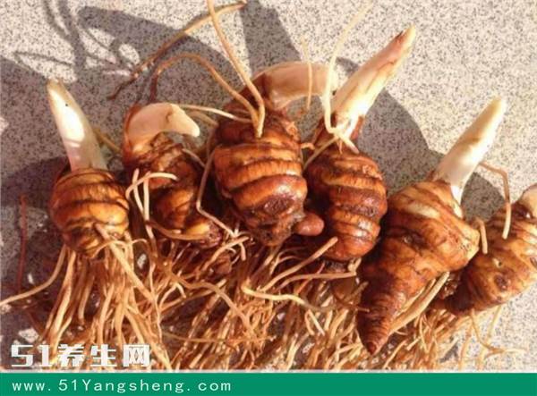 农村的这种野草马上要灭绝, 价格已经卖到500块钱一斤了