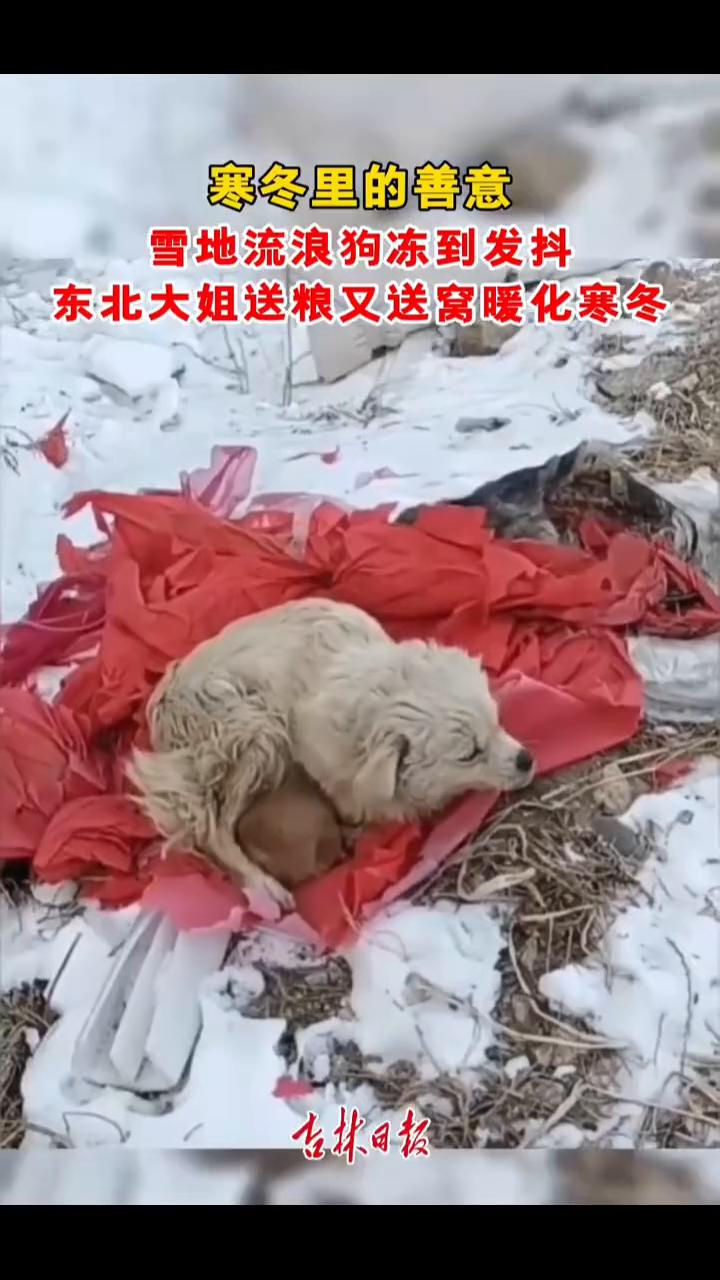 雪地流浪狗冻到发抖，东北大姐送粮又送窝暖化寒冬。古林日报。近日吉林，这有个流