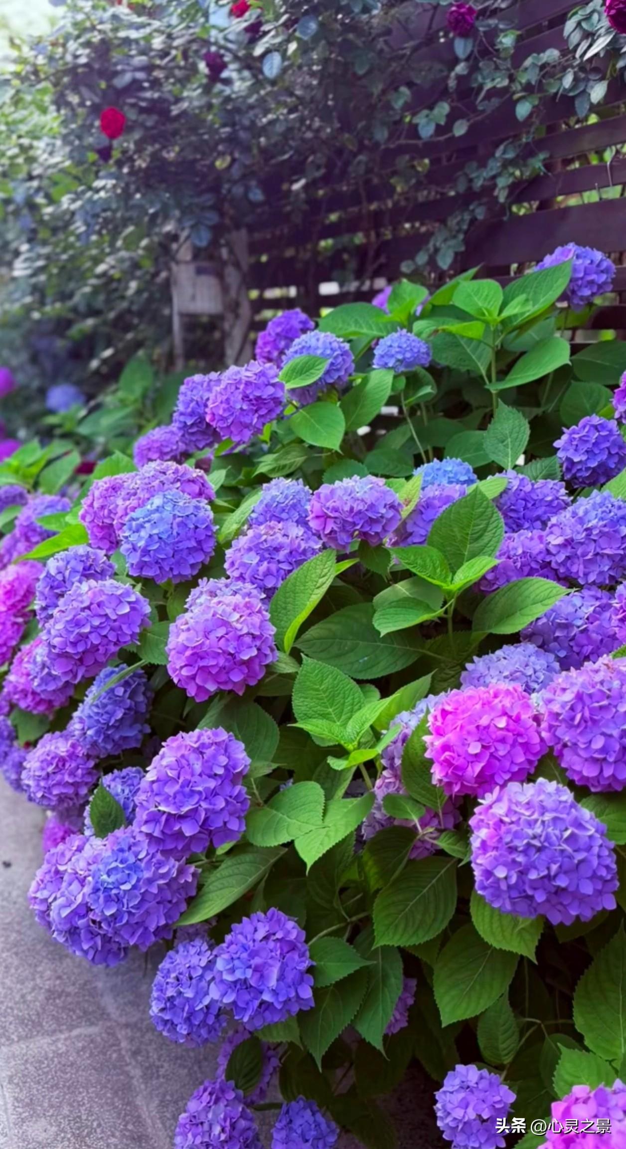 绣球花误入紫色花海，治愈所有疲惫。绣球花夏日赏花庭院美景治愈系风景花开半