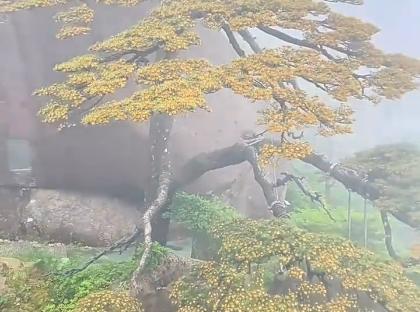 “满树黄金甲、傲迎天下客！”黄山千年迎客松又开花了！迎客松的花期通常在每年的
