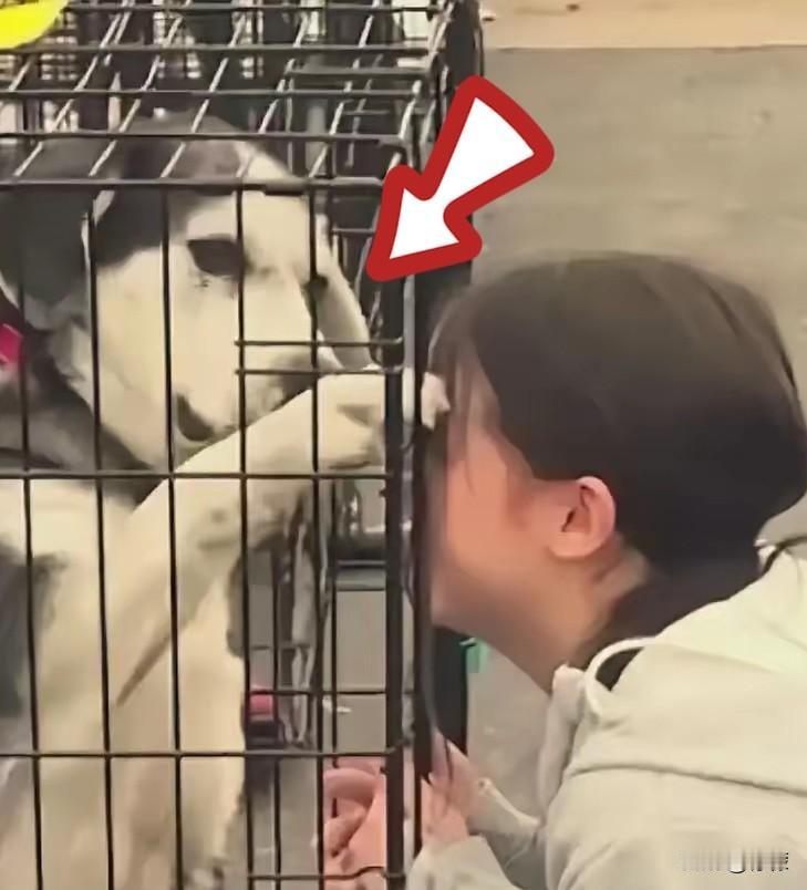 世间最动人的重逢，从来都是不期而遇的惊喜。2026年2月，一位女生在热闹杂乱