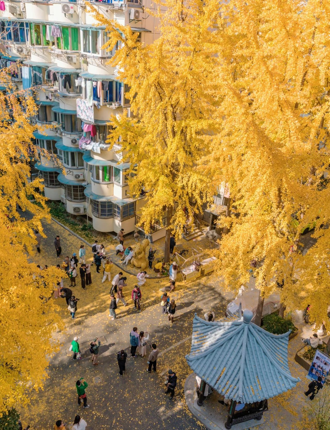 想要打卡银杏的杭州宝子们看过来不要再去大佛寺和径山寺挤啦给你们强烈推荐杭州