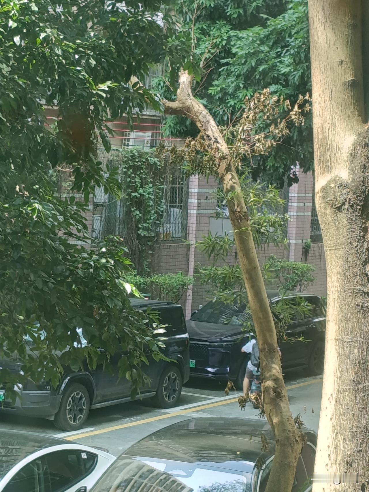 真不知道有些人买车时图个啥？就这小伙子，买个方程豹钛7，天天停在小区里，也不开，