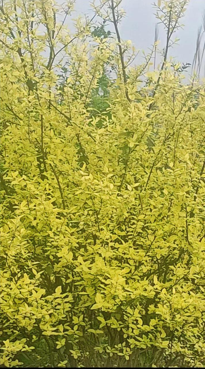 金叶连翘，春日里的金黄惊喜！快看这满树金灿灿的金叶连翘！嫩黄的叶片层层叠叠