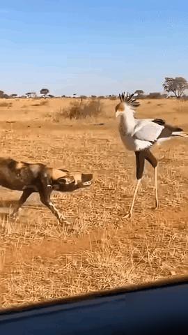 非洲有一种以掏肛而臭名昭著的动物，非洲鬣狗今天遇到一只大鸟，鬣狗以为拿下它还不是