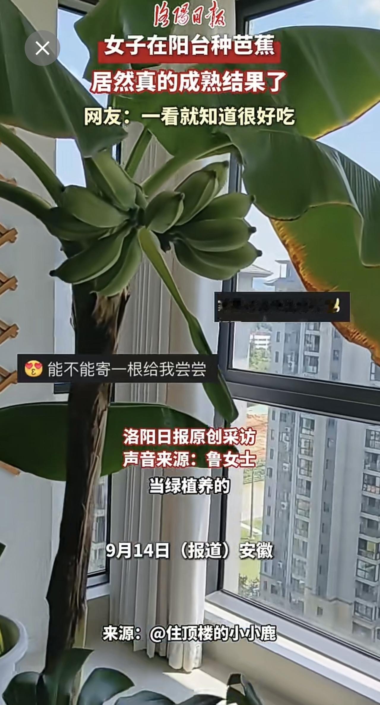 女子在阳台种芭蕉，居然真的成熟结果了，网友：一看就知道很好吃