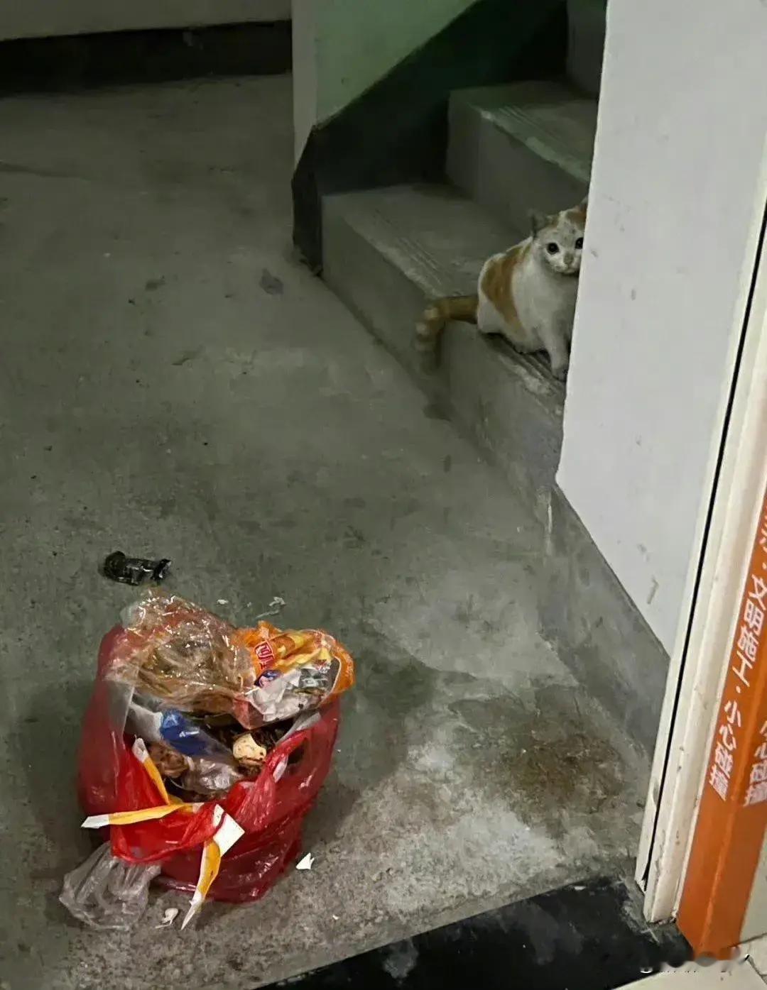 🐱：我能要这袋垃圾么（希望每个小可爱都能有个家）