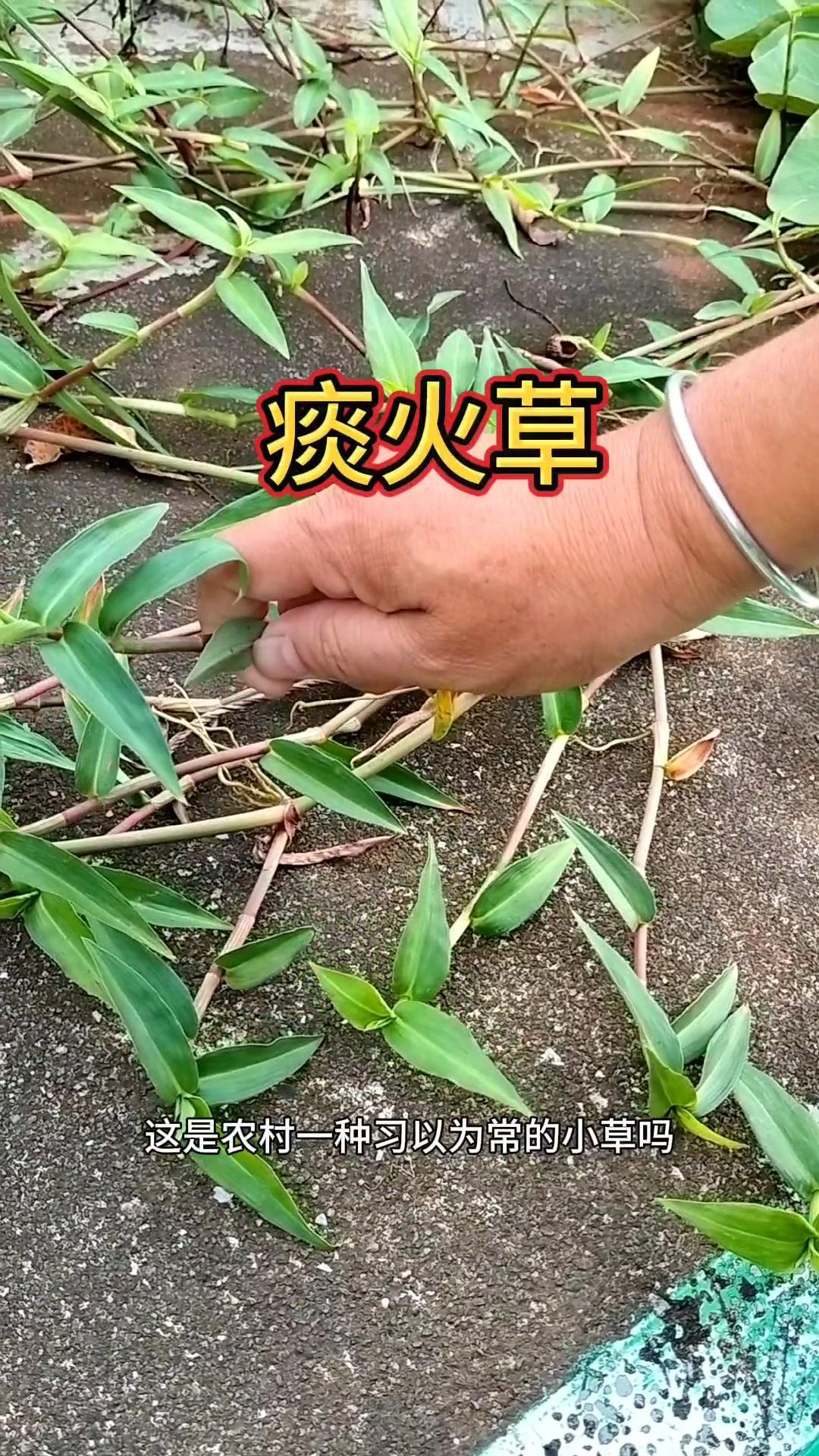 农村不起眼的