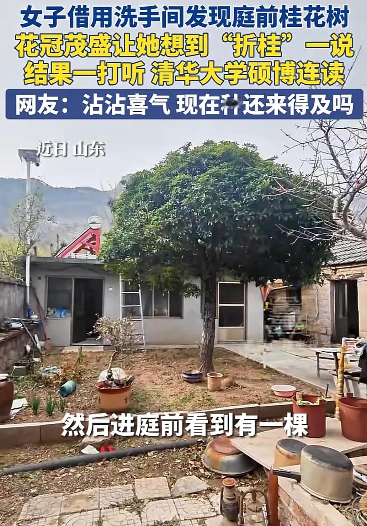 山东日照，一农家院里的桂花树火出圈了，只因一网友机缘巧合，得知这家出了一名在清华