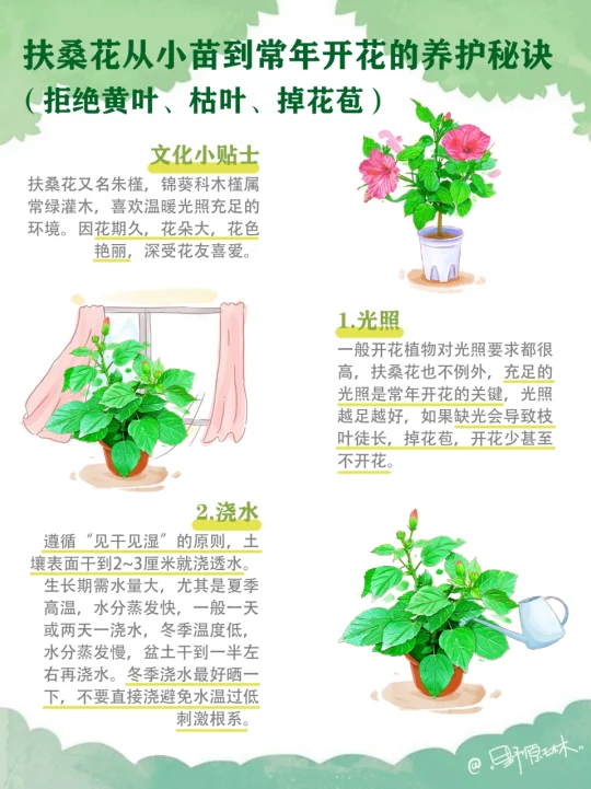 扶桑花从小苗到常年开花的养护秘诀