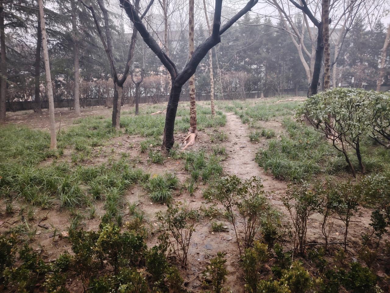 校长为什么要废除请保持安静，禁止追逐打闹的标语牌呢？杨校长是新上任的小学校长，