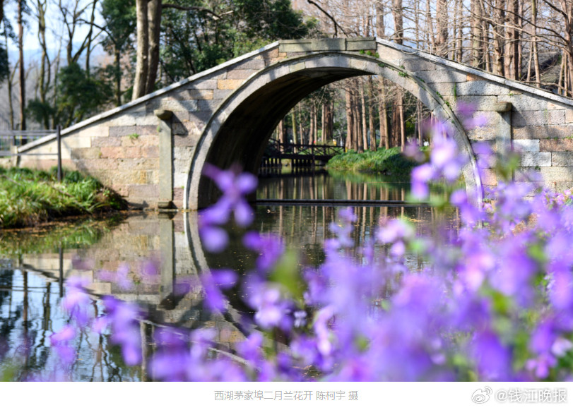 杭州绿化带“美商”出圈：传承西湖雅韵，打造城市花境新地标