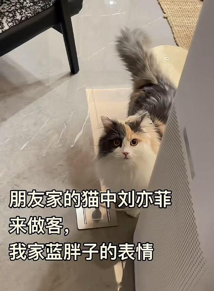 第一次这么直观的感受到三花猫的颜值地位！不愧是猫界刘亦菲！