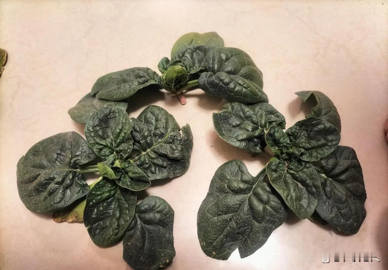 爆火的趴地菠菜你吃过吗？网上爆火的趴地菠菜，相信有很多人既没有看到过，也没有吃