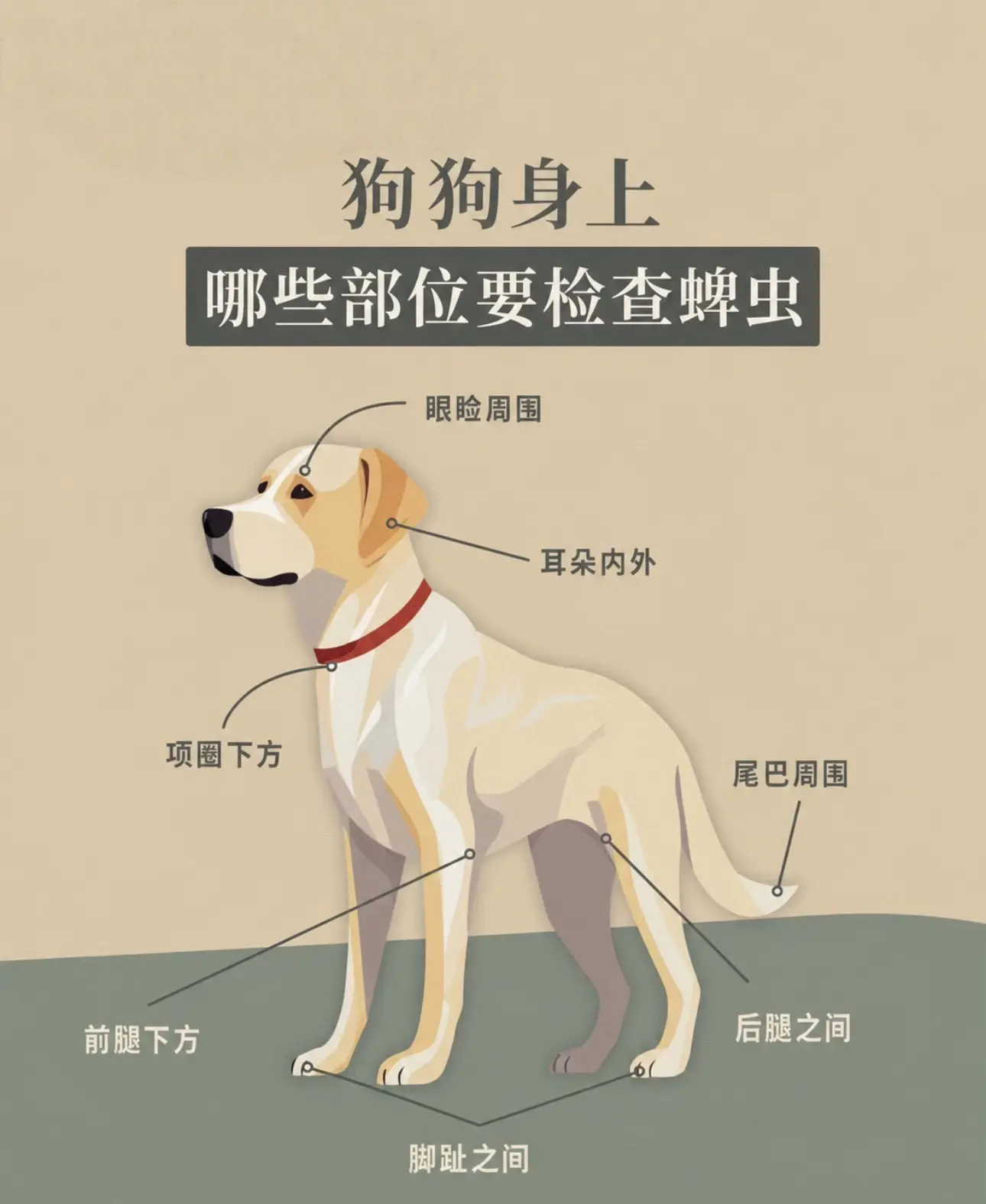 蜱虫常常藏在宠物家长容易忽略的地方。雨季定期检查蜱虫至关重要，可预防皮...