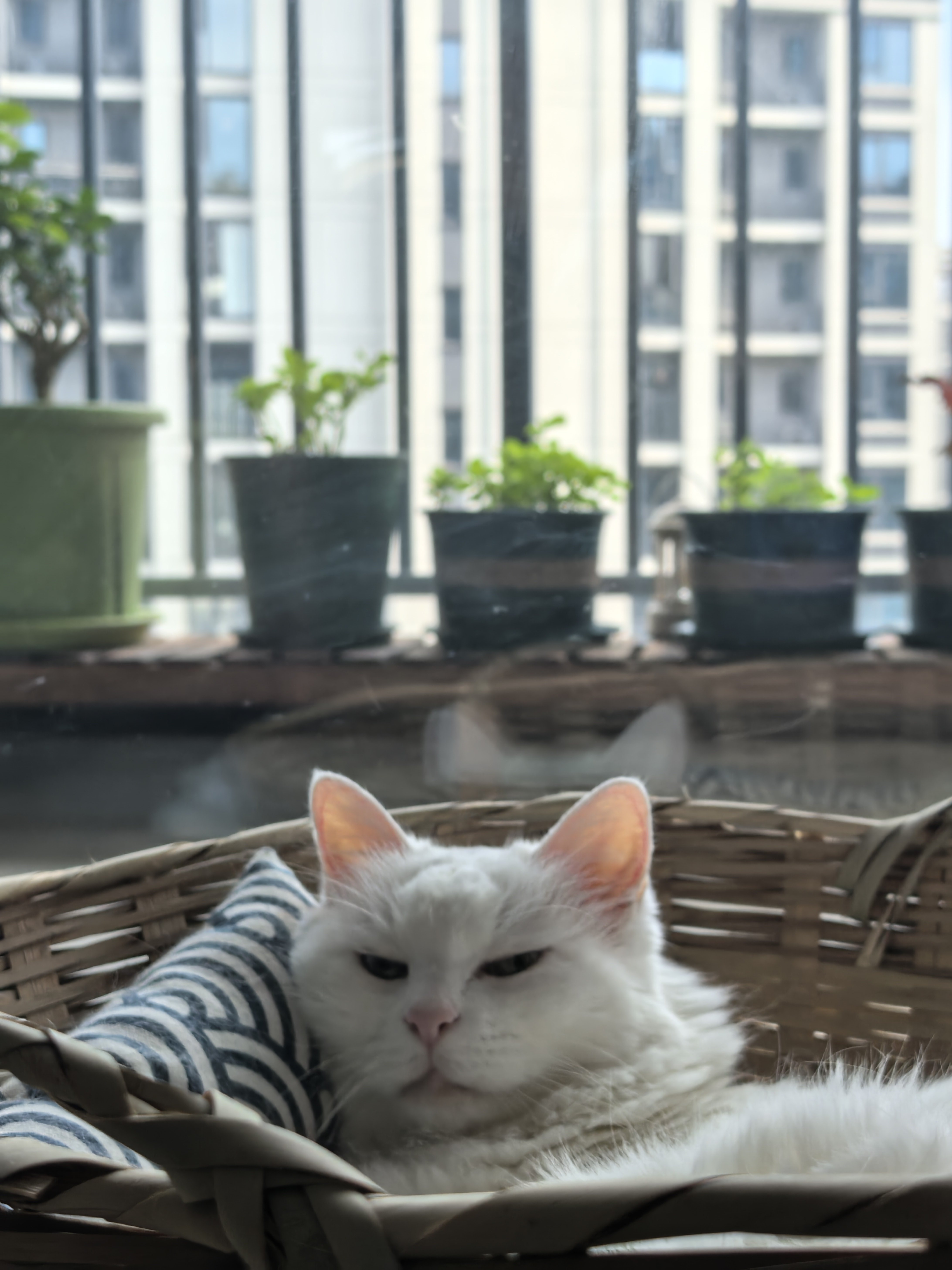 在一连串给小茂密完成了打针、喂药、刷牙、剃聊毛和梳毛以后，小茂密终于可以安安静静