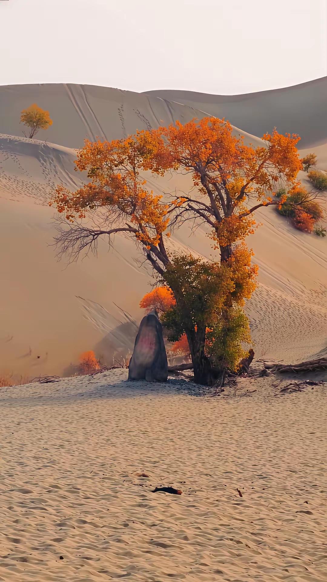 孩子，你若不结婚，我们最怕的，从不是你孤单一人，而是你这一生，都在独自硬扛