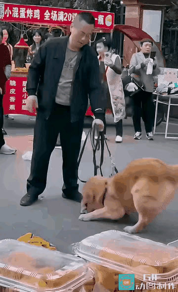 小狗快撑不住快救它呀女方力薄狗儿小全被男方欺负了报警处理最省事不然小狗吃