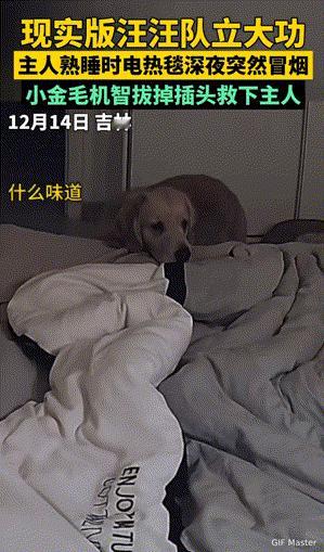 太有灵性了！吉林，深夜主人熟睡时电热毯突然冒烟，拥有敏感鼻子的狗狗一下子就闻到了