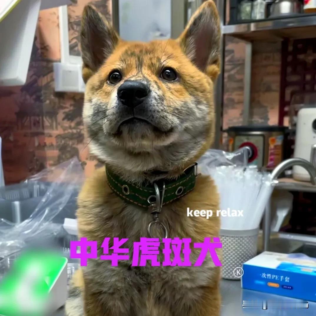 这是我花了两千块钱，在网上买的中华虎斑犬。狗子的老家是广西，千里迢迢来到成都，好