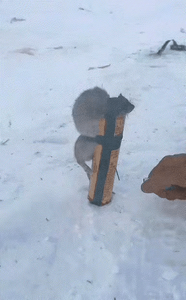 好鼠凭借炮，送我上青云，一朝我登顶，万猫俯称臣，杜罗敢昂首，捉你军营中