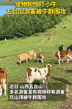 五台山景区，游客遭到山上牛群撕咬的视频，在网上流传。有人说是因为游客登山时带的