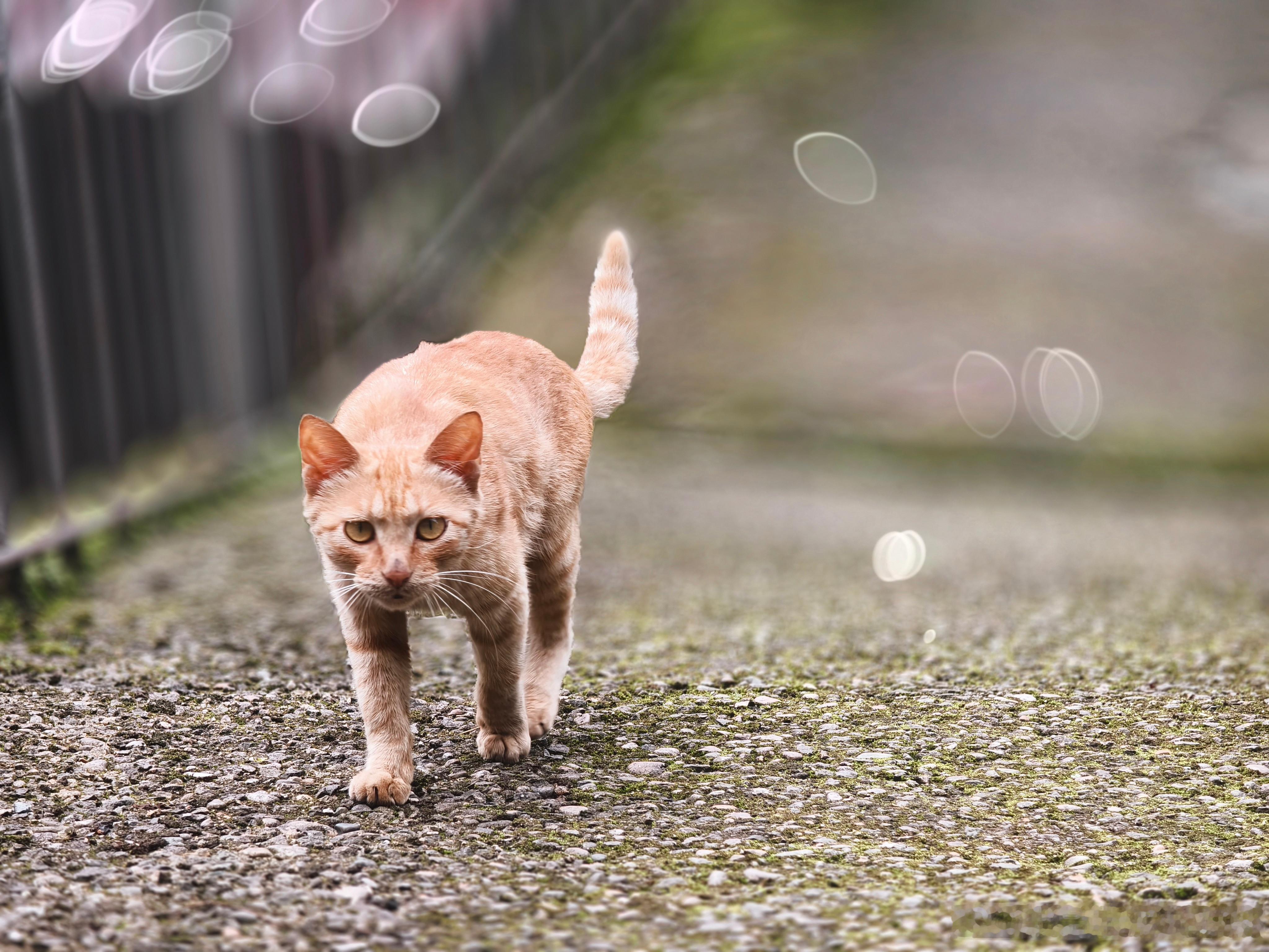 可爱小猫咪小猫