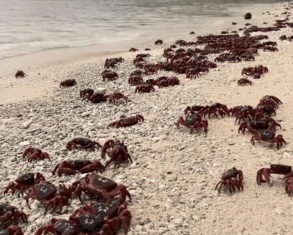 一只大闸蟹“逼疯”美国一个州：4米高墙拦不住？进化成了特种兵 谁能想到，