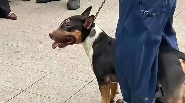 四川眉山仁寿县恶犬伤人事件，大家最关心的几个问题，有没有明白人给解答一下呢？