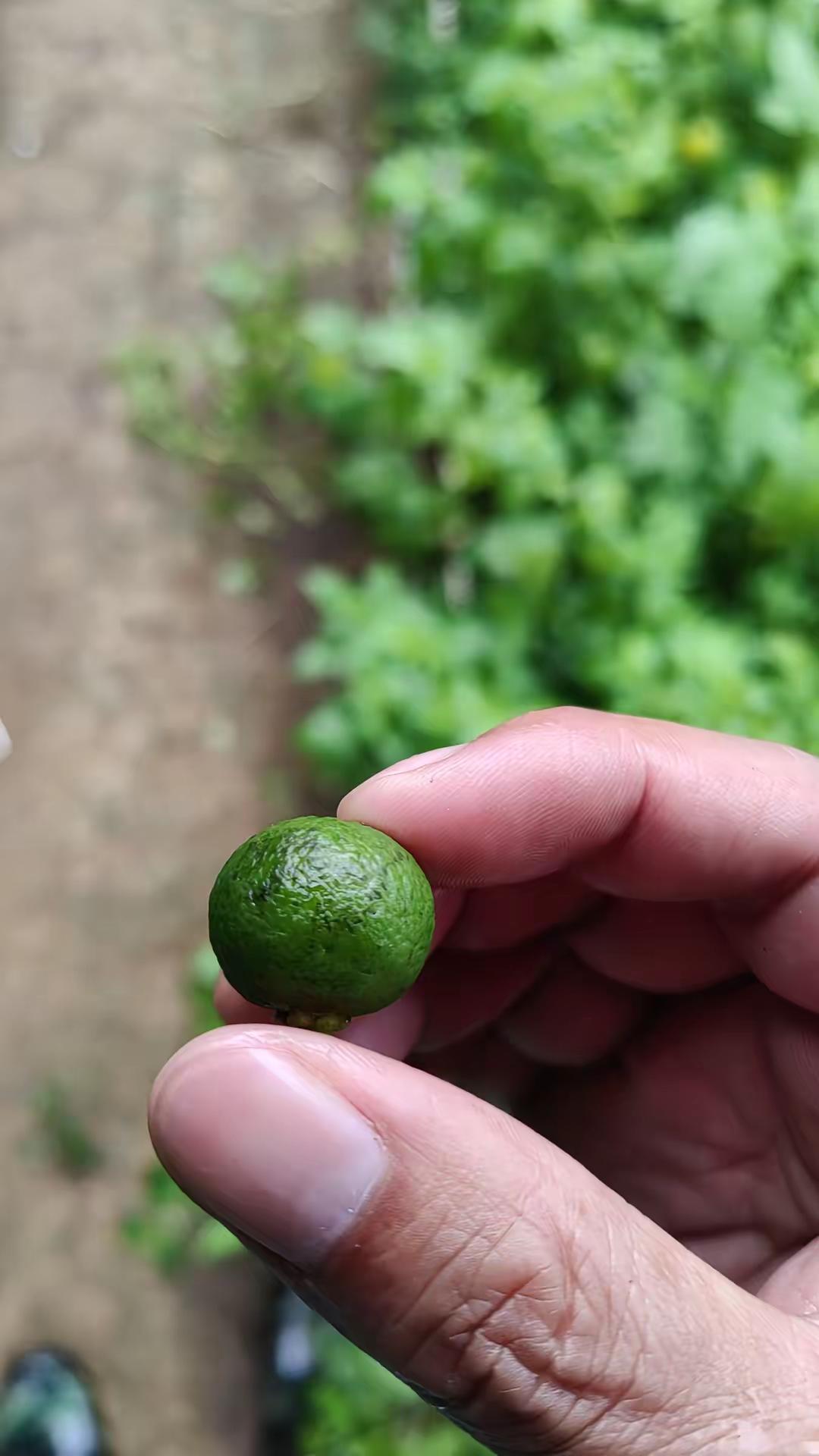 今天又发现个问题！？这个是柑橘上很常见的黑点病（也叫砂皮病/树脂病），是真菌引起