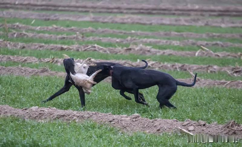 被狗追击把狗打死是否要承担责任，得分情况看。通常，被宠物狗追咬时当场把狗打死，属
