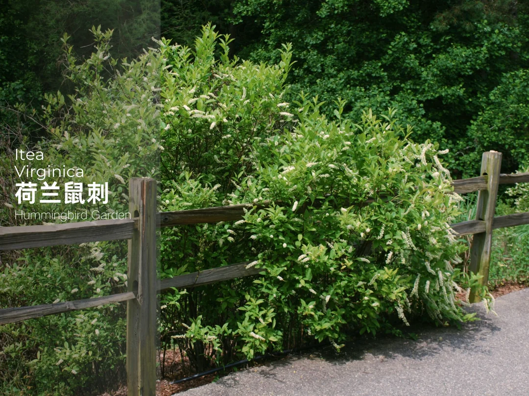 春秋观花观叶耐热耐寒花灌木-荷兰鼠刺