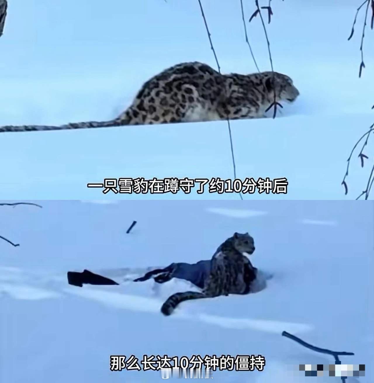 专家都已经说了，雪豹要是真想致命攻击，肯定会咬喉咙和脖子这些要害，它只咬面部就是