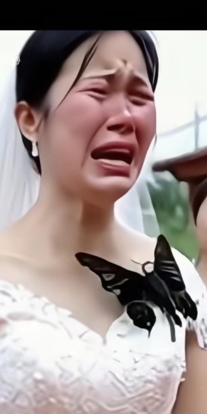 泪目，女儿结婚当日，突然一只蝴蝶飞来趴在女儿身上，久久不愿离去，一会趴身上，一会