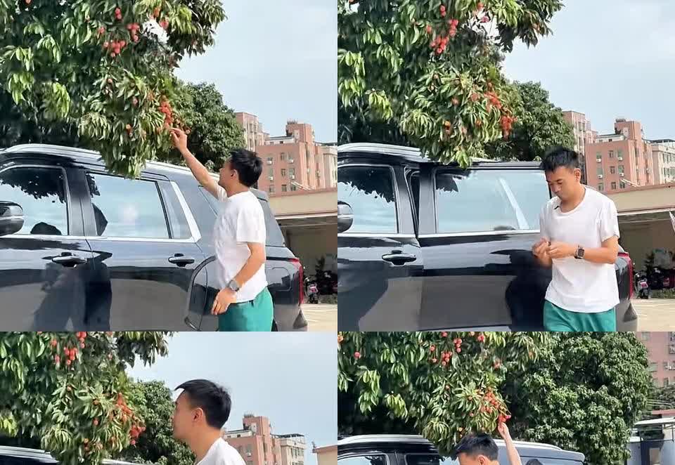 红姐又惹争议了！小凤一家去摘荔枝，红姐太可爱了，向晗在摘荔枝，红姐下车时或许没看