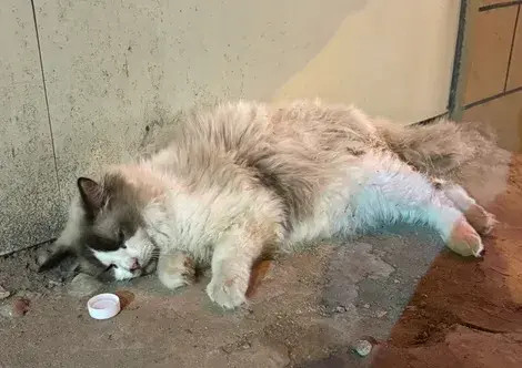 这只饿的奄奄一息的猫咪终于得救了，关爱流浪猫～