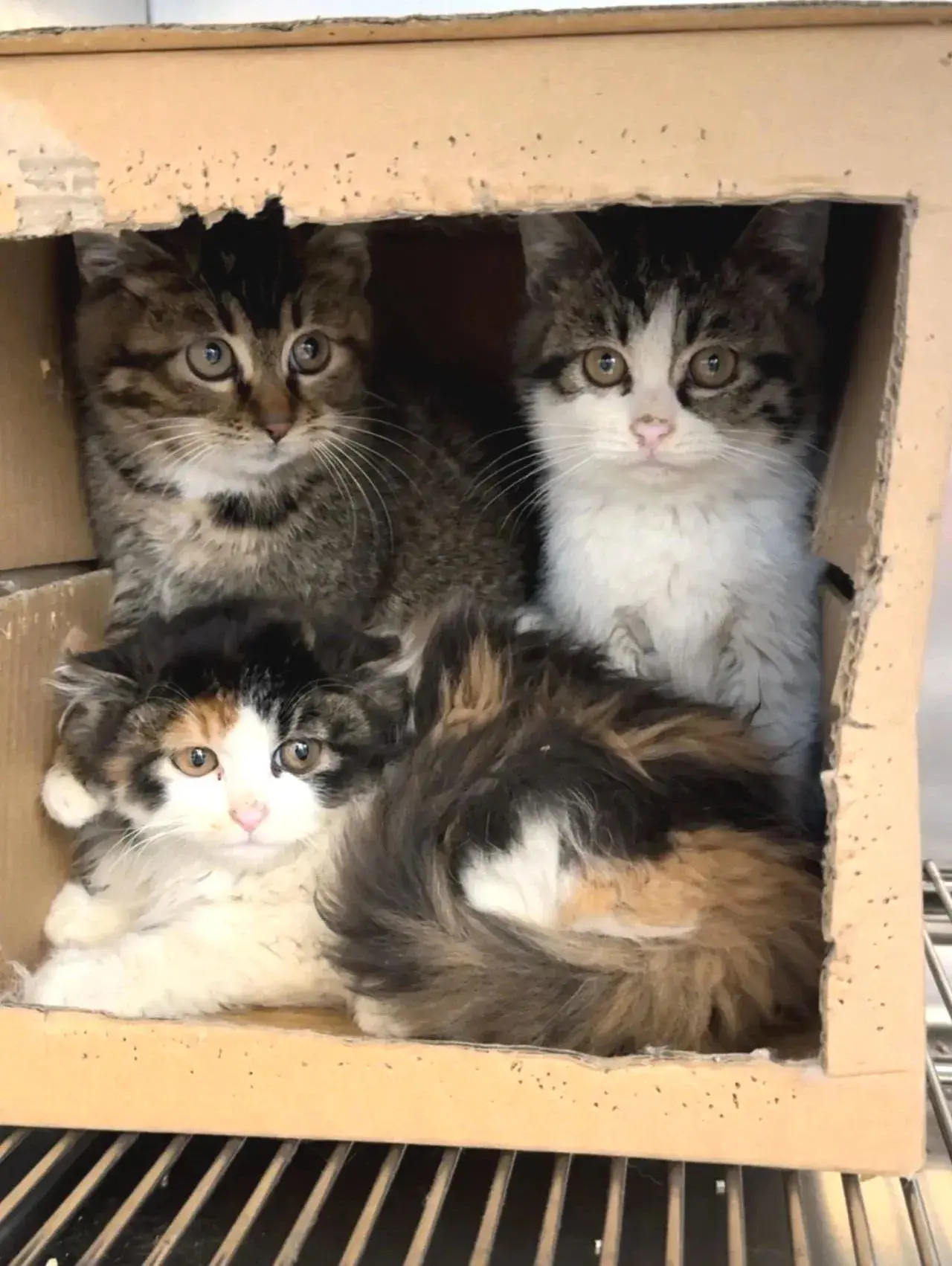 这几只可怜的猫猫，应该是被遗弃了的…​​​
