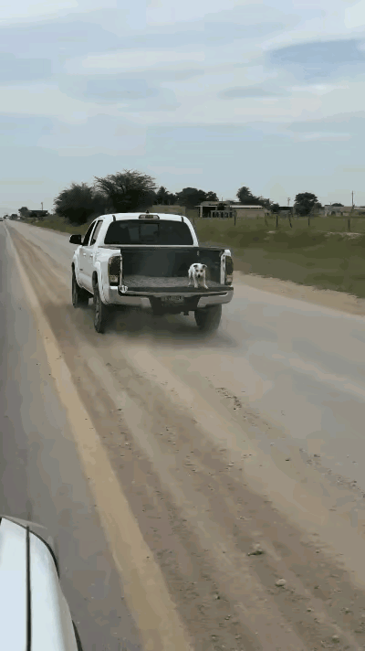 谁懂啊！这小狗简直把“胆大”刻进DNA里了，全程看得人手心冒汗😂坐皮卡出