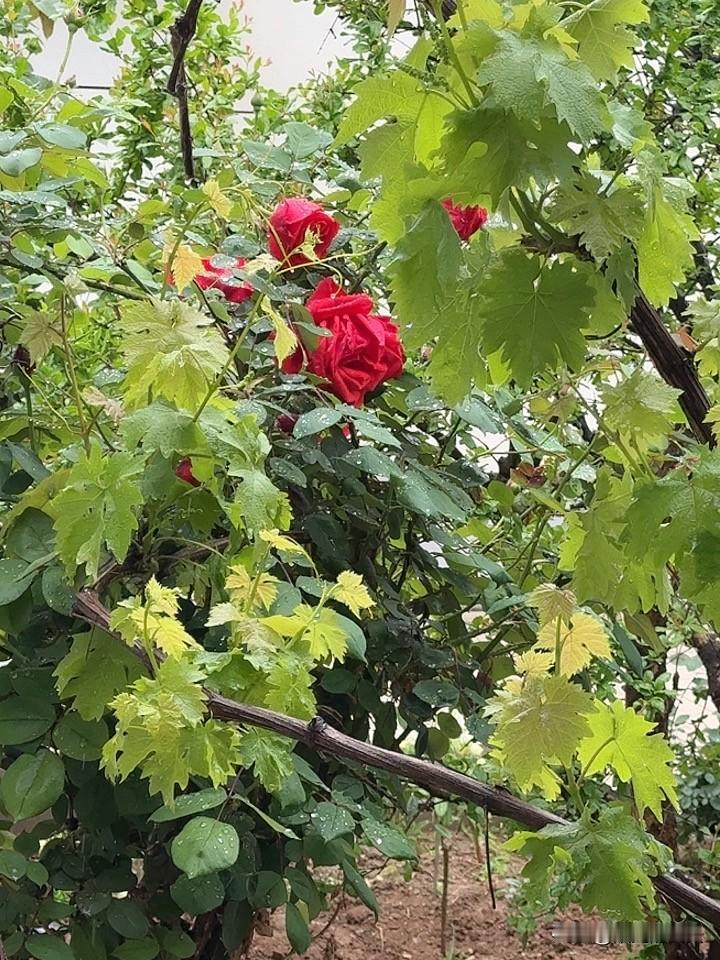 谷雨的雨下的真好。花池里的花需要浇水了。正好天降甘霖。简直太舒服了，大地被滋润，
