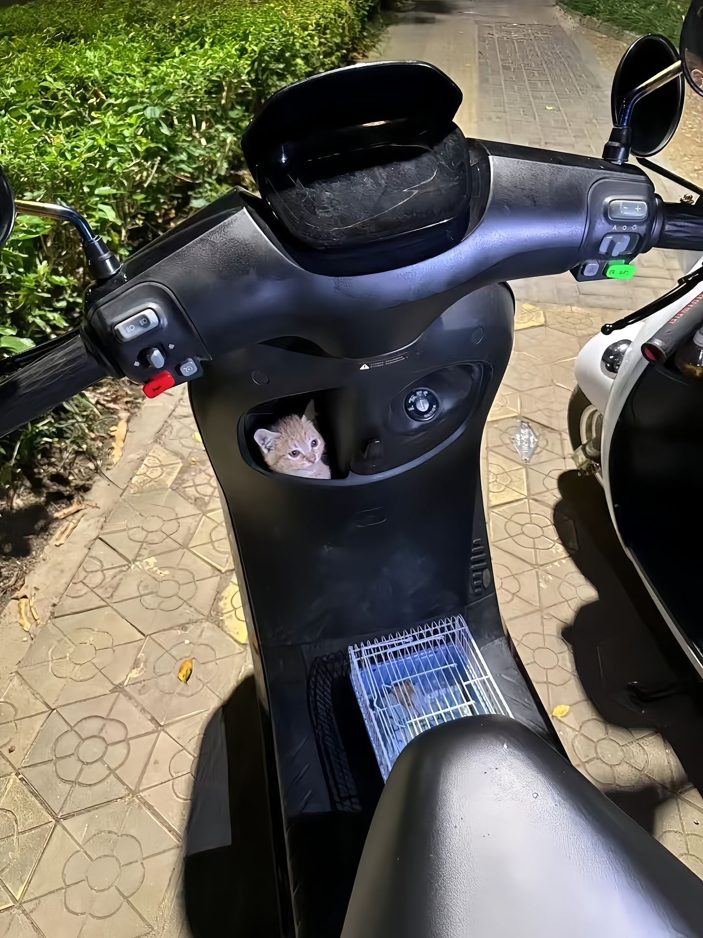 发现一颗小猫猫[爱心]​​​