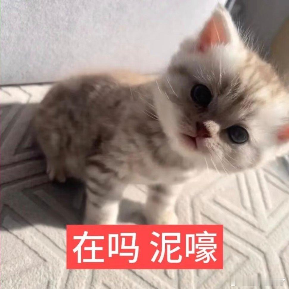 小猫表情包分享！