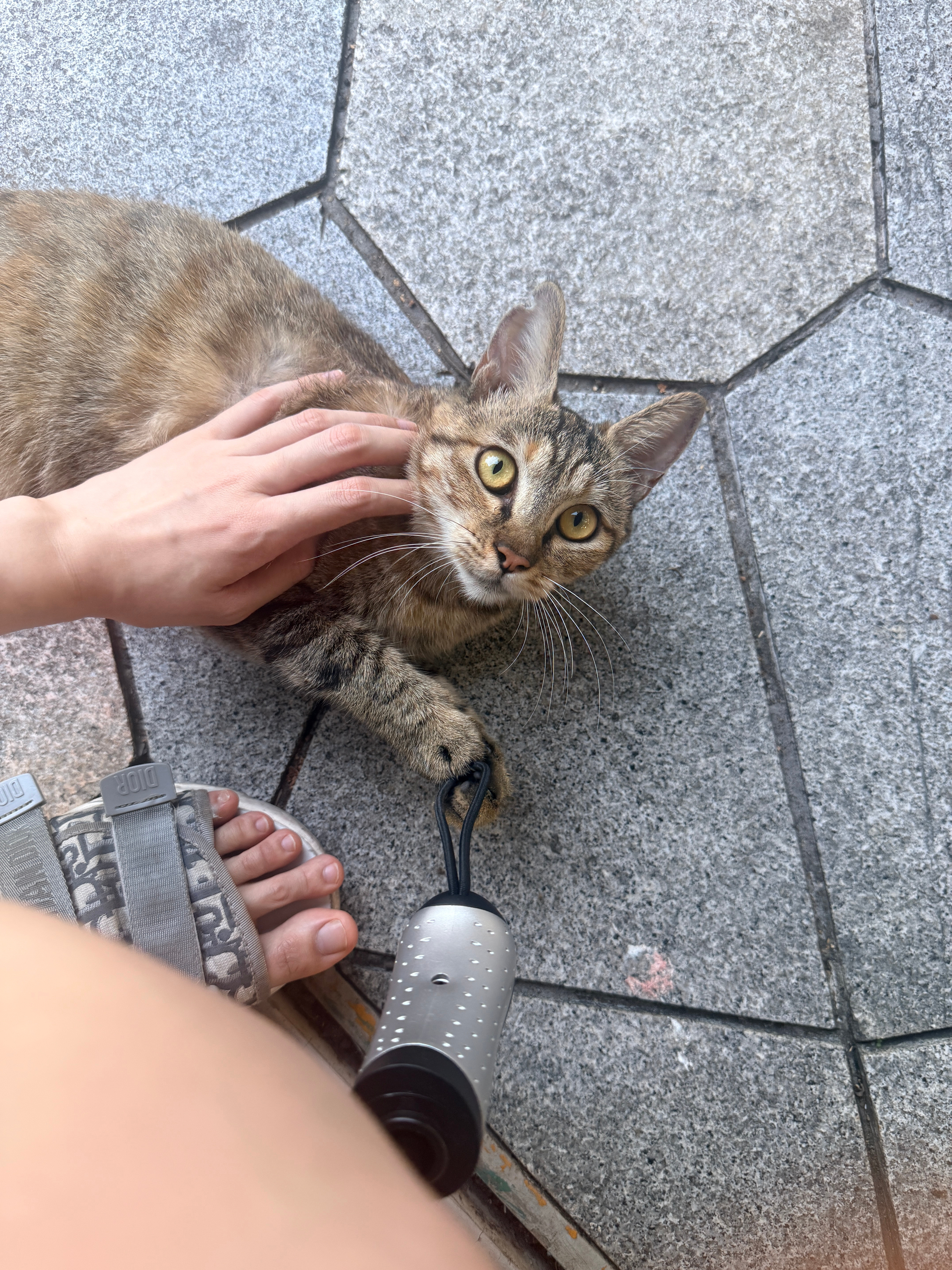 偶遇小猫咪为什么对着陌生人翻肚皮啊宝宝这样很容易被拐回家的​​​