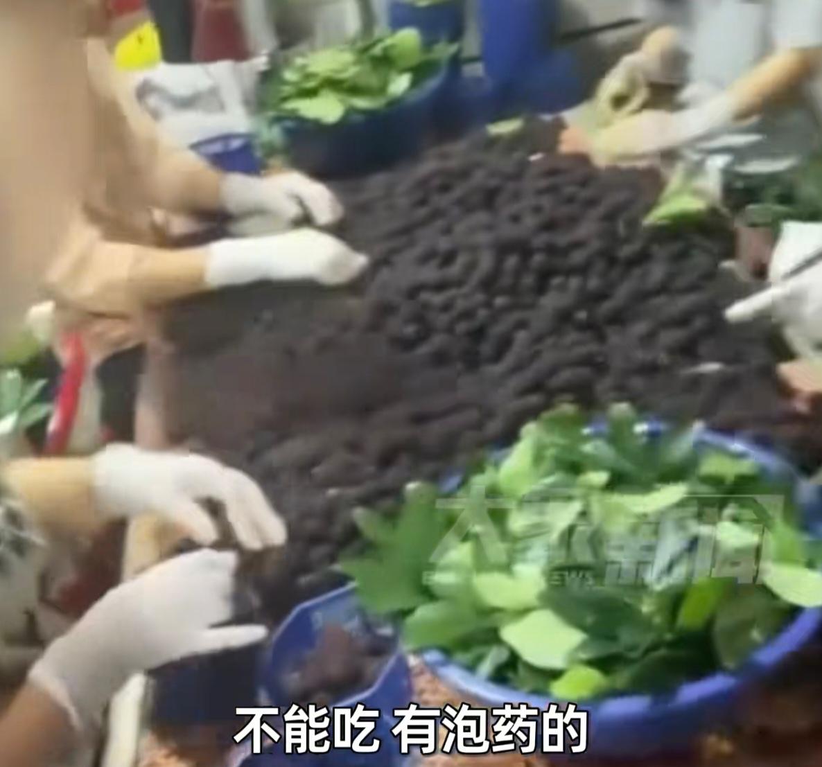 你今年还敢买杨梅吗？每年五月，浮宫杨梅就该风光起来了。七百多年种植历史，国家