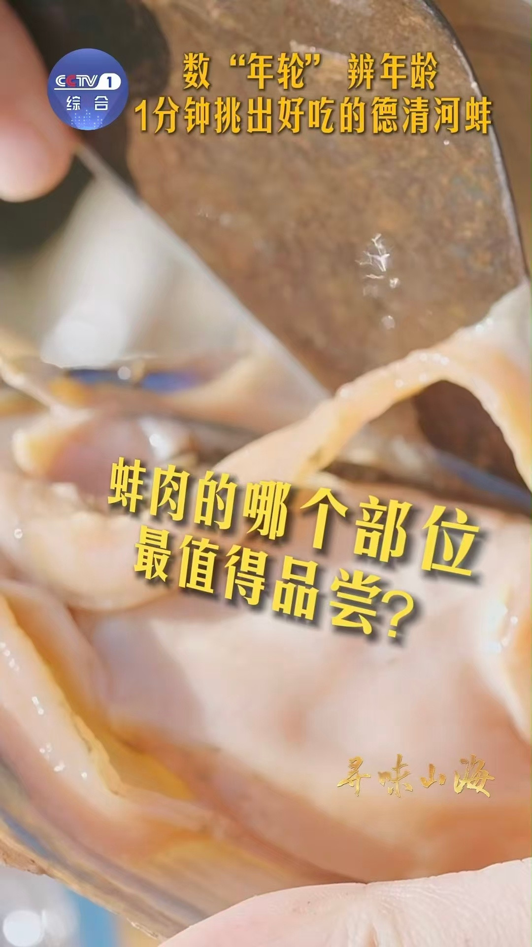 河蚌怎么溜达原来河蚌也有年轮原来河蚌是这样“行走”的！它用斧足在泥中划动，壳上