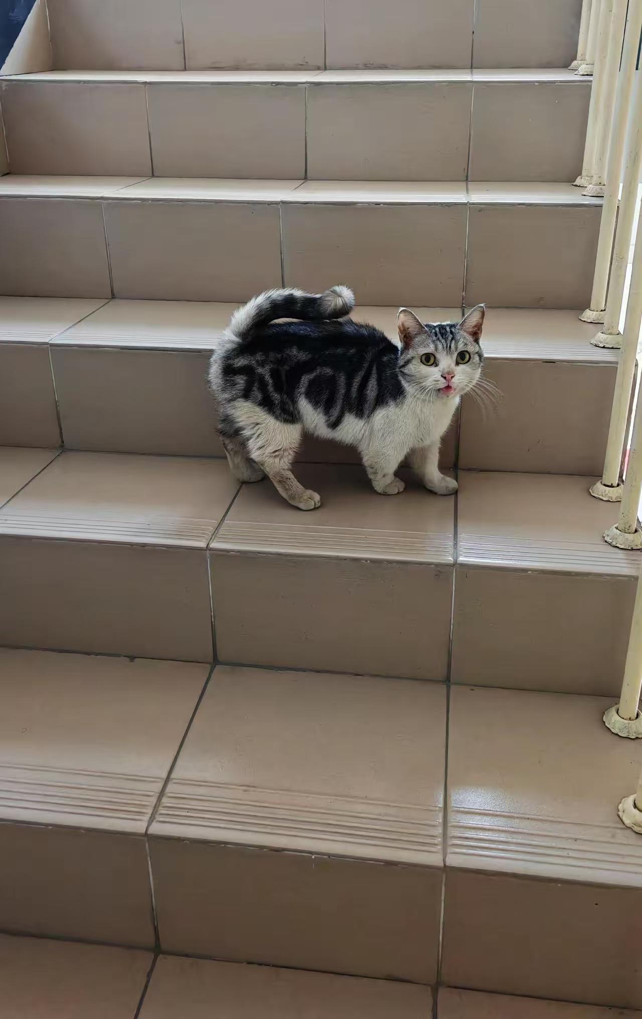 楼下年轻邻居搬走，竟把猫咪丢在楼道，任凭它孤零零蜷缩角落。前两天下班，总能听见断